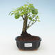 Indoor bonsai - Duranta erecta Aurea 414-PB2191375 - 1/3