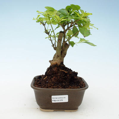 Indoor bonsai - Duranta erecta Aurea 414-PB2191376 - 1