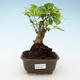 Indoor bonsai - Duranta erecta Aurea 414-PB2191376 - 1/3