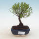 Indoor bonsai - Syzygium - Allspice - 1/4