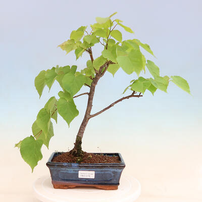 Outdoor bonsai - Tilia cordata - Heart-shaped linden