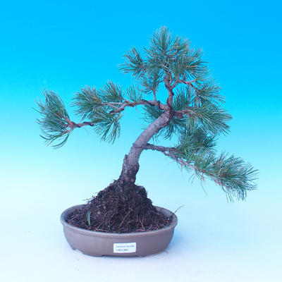 Outdoor bonsai - Pinus parviflora - Pinus parviflora