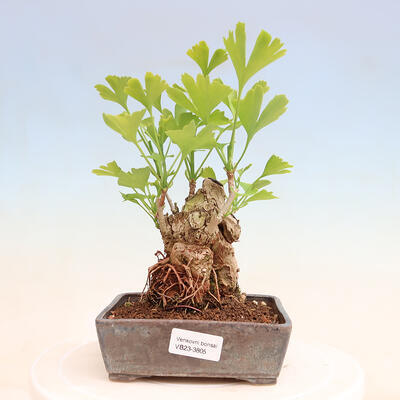 Outdoor bonsai - Ginkgo biloba - Ginkgo biloba - 1