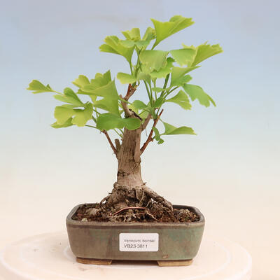 Outdoor bonsai - Ginkgo biloba - Ginkgo biloba - 1
