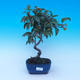 Outdoor bonsai - Malus halliana - Malplate apple tree - 1/4