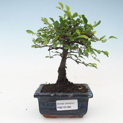 Indoor bonsai - Ulmus Parvifolia-Small leaf elm 414-PB2191384