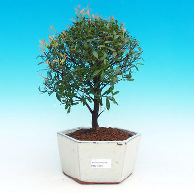 Room bonsai Syzygium -Pimentovník PB217385 - 1