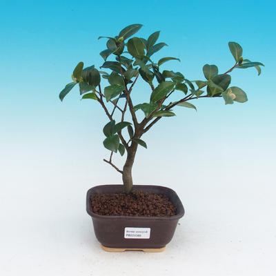 Room-bonsai Camellia Camellia-euphlebia - 1