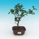 Room-bonsai Camellia Camellia-euphlebia - 1/2