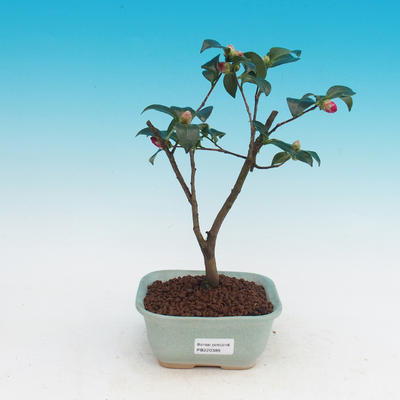 Room-bonsai Camellia Camellia-euphlebia - 1