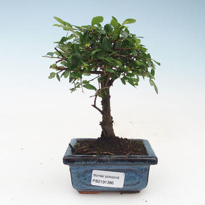Indoor bonsai- Ulmus Parvifolia-Small-leaved Elm 414-PB2191386