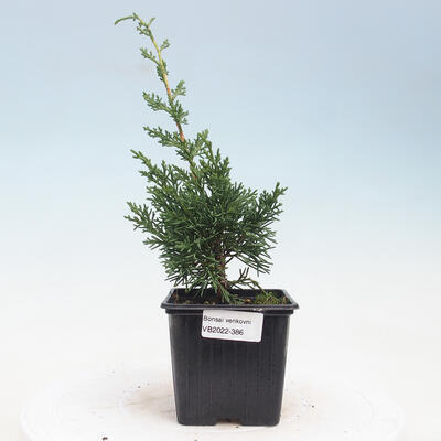 Outdoor bonsai - Juniperus chinensis Kishu - Chinese juniper