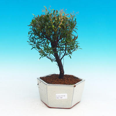 Room bonsai Syzygium -Pimentovník PB217387 - 1