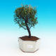Room bonsai Syzygium -Pimentovník PB217387 - 1/3