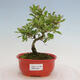 Outdoor bonsai - Ligustrum obtusifolium - Dull-leaved bird's-bill - 1/6