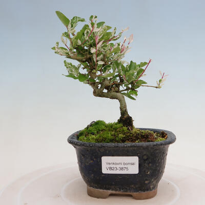 Outdoor bonsai - Ligustrum obtusifolium - Dull-leaved bird's-bill - 1