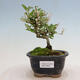 Outdoor bonsai - Ligustrum obtusifolium - Dull-leaved bird's-bill - 1/6