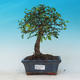 Room bonsai - Ulmus parvifolia - Lesser Elm - 1/3