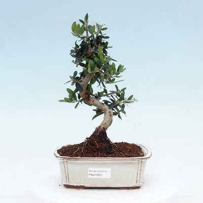 Indoor bonsai - Olea europaea sylvestris - European small-leaved olive oil - 1