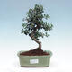 Indoor bonsai - Olea europaea sylvestris - European small-leaved olive oil - 1/5