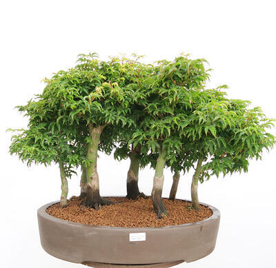Outdoor bonsai - Acer palmatum SHISHIGASHIRA- Small-leaved maple-forest - 1