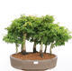 Outdoor bonsai - Acer palmatum SHISHIGASHIRA- Small-leaved maple-forest - 1/4