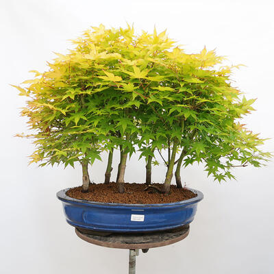 Outdoor bonsai - Acer palmatum Aureum - Palm-leaved golden-forest maple - 1