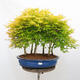 Outdoor bonsai - Acer palmatum Aureum - Palm-leaved golden-forest maple - 1/4