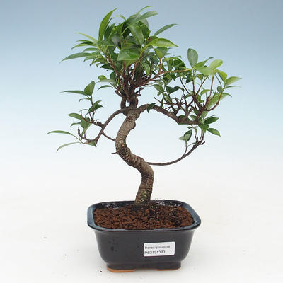 Indoor bonsai - Ficus kimmen - small leaf ficus 414-PB2191393