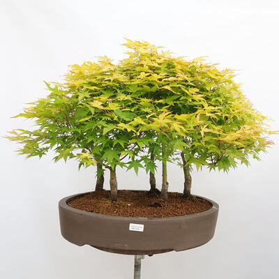 Outdoor bonsai - Acer palmatum Aureum - Palm-leaved golden-forest maple - 1