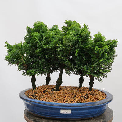 Outdoor bonsai - Cham.pis obtusa Nana Gracilis - Cypress forest - 1