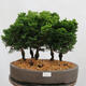Outdoor bonsai - Cham.pis obtusa Nana Gracilis - Cypress forest - 1/4