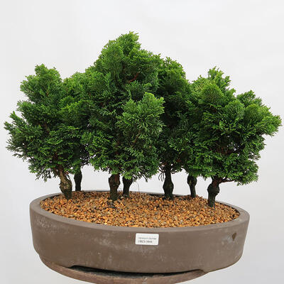 Outdoor bonsai - Cham.pis obtusa Nana Gracilis - Cypress forest - 1