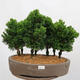 Outdoor bonsai - Cham.pis obtusa Nana Gracilis - Cypress forest - 1/4