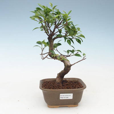 Indoor bonsai - Ficus kimmen - small leaf ficus 414-PB2191394