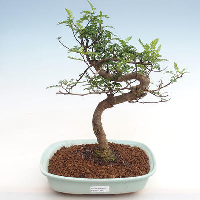 Indoor bonsai - Zantoxylum piperitum - peppercorn - 1