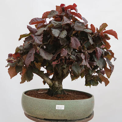 Outdoor bonsai - Corylus Avellana Red Majestic - Common hazel - 1