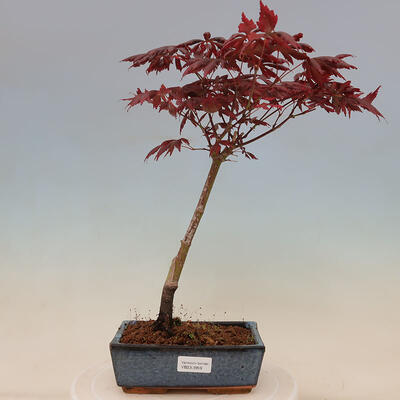 Outdoor bonsai - Acer palmatum Trompenburg - Red maple