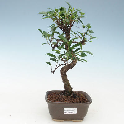 Indoor bonsai - Ficus kimmen - small leaf ficus 414-PB2191395