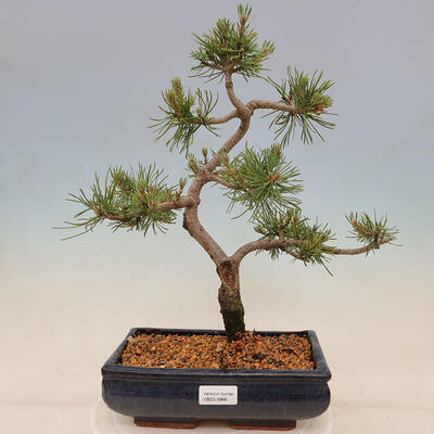 Outdoor bonsai - Pinus mugo Humpy - Kneeling pine - 1