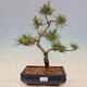 Outdoor bonsai - Pinus mugo Humpy - Kneeling pine - 1/4