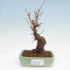 Outdoor bonsai - Buergerianum Maple - Burger Maple - 1/5
