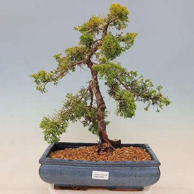 Outdoor bonsai - Juniperus chinensis plumosa aurea - Chinese golden juniper - 1