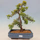 Outdoor bonsai - Juniperus chinensis plumosa aurea - Chinese golden juniper - 1/4