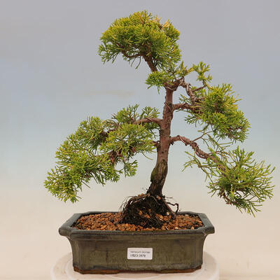 Outdoor bonsai - Juniperus chinensis plumosa aurea - Chinese golden juniper - 1