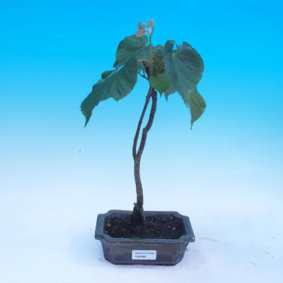 Outdoor bonsai - Tilia cordata - heart beetle