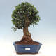 Indoor bonsai - Olea europaea sylvestris - European small-leaved olive oil - 1/6