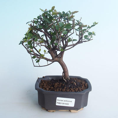 Indoor bonsai - Sagerécie thea - Sagerécie thea 414-PB2191403 - 1