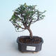 Indoor bonsai - Sagerécie thea - Sagerécie thea 414-PB2191403 - 1/4