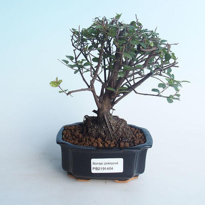 Indoor bonsai - Sagerécie thea - Sagerécie thea 414-PB2191404 - 1